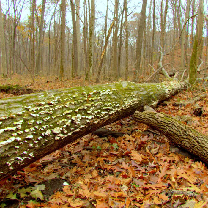 Near Camp Creek Trail Near Camp Creek Trail