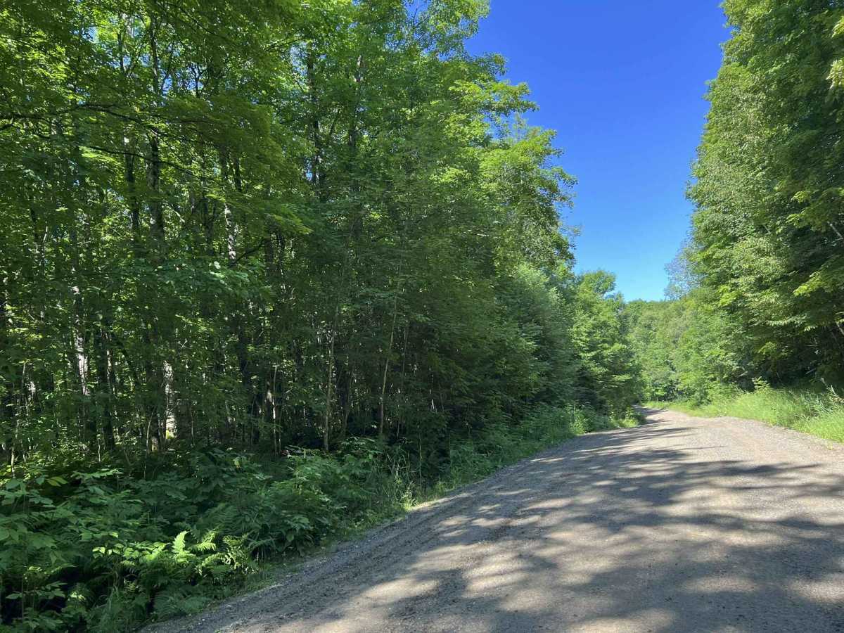 Morgan Lake Road - FS 2161 photo 6
