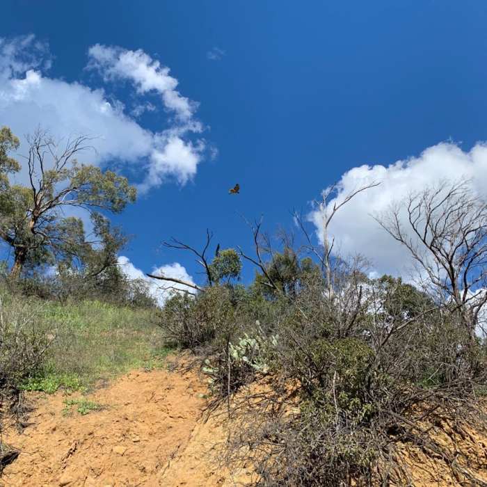 Near Wisdom Tree Loop