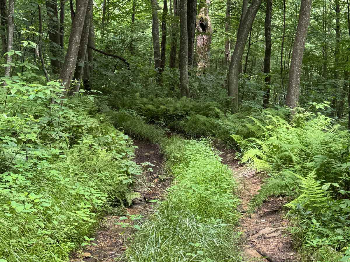 Trail 34 photo 5