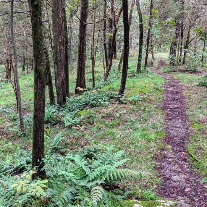 While it is not blazed, Table Rocks trail is easy enough to follow, especially in the green summer months. Near Table Rock Spur