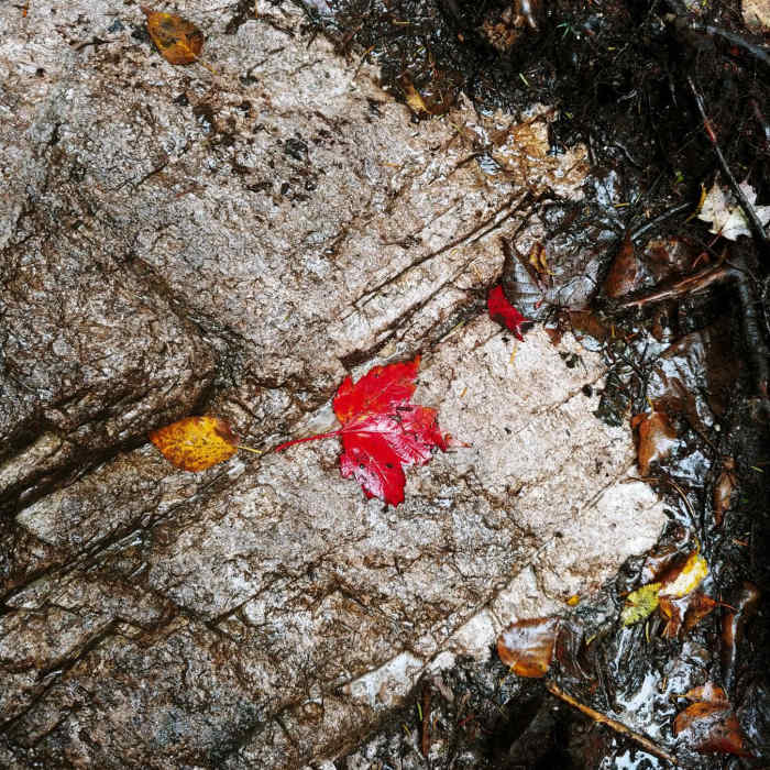 Near Four Summits Loop (Tom, Field, Willey, Avalon) Near Four Summits Loop (Tom, Field, Willey, Avalon)