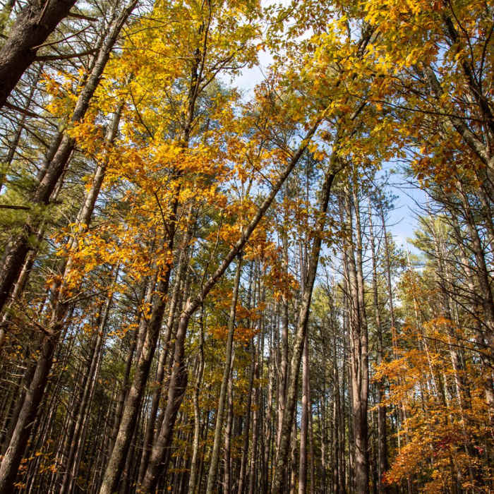 Near Stow Town Forest Loop