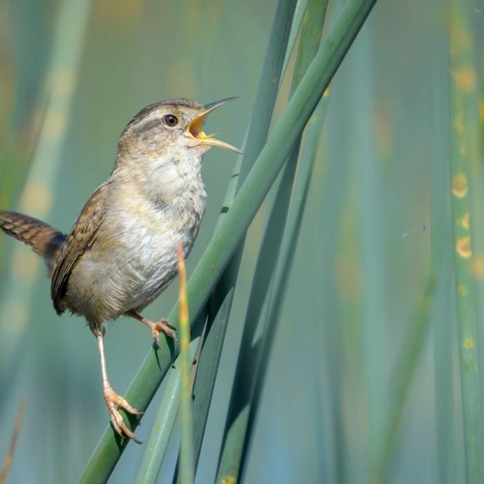 Marsh Wren Near Seasonal Wetland Loop