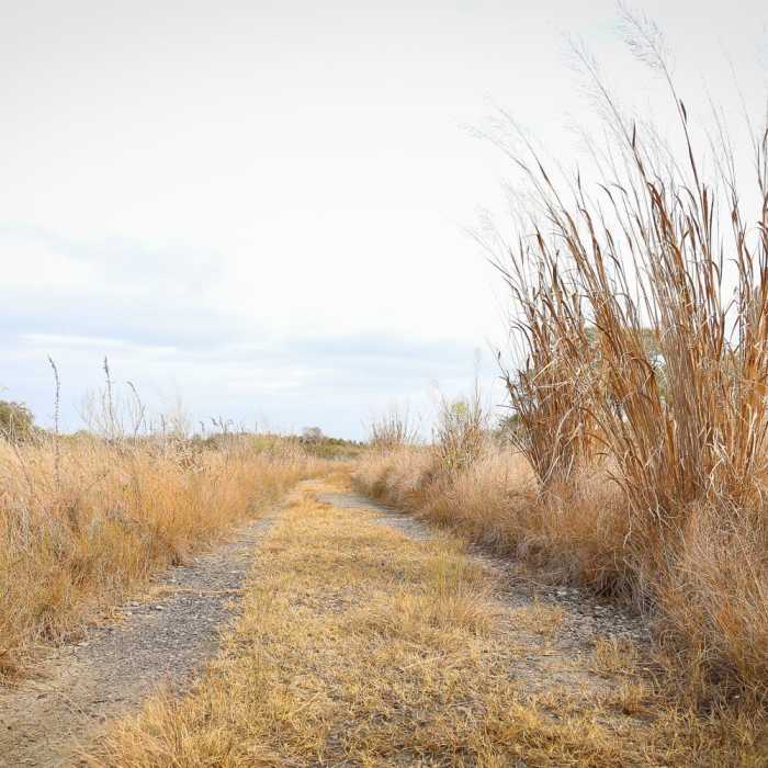Near Fiddlers Loop Nature Trail Near Fiddlers Loop Nature Trail
