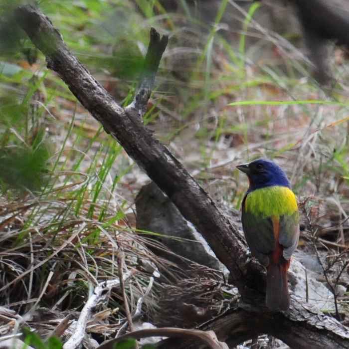 Painted Bunting (Passerina ciris), Friedrich Wilderness State Park, San Antonio, Texas. Near Emilie and Albert Friedrich Wilderness Park Outer Loop