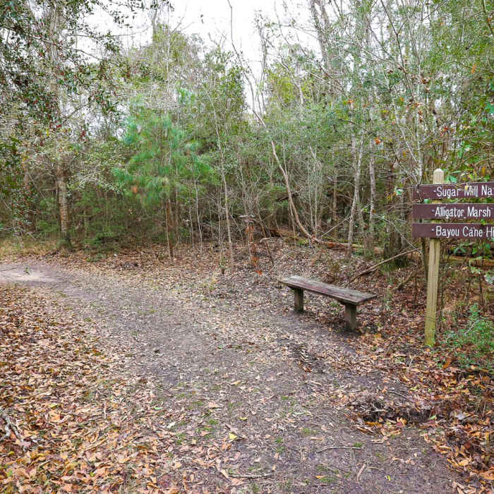 Near Bayou Cane Hike Near Bayou Cane Hike