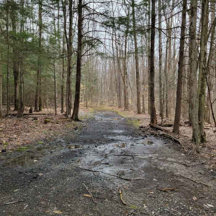 Early spring mud on the trail. Near Greenwood Park - #5 of the Broome County Dozen Challenge