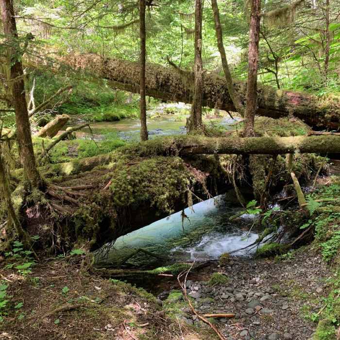 Near Notch Pass Trail