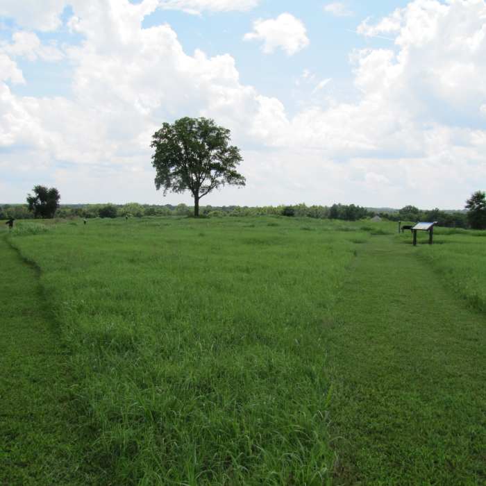 Near Fleetwood Hill Trail - Brandy Station