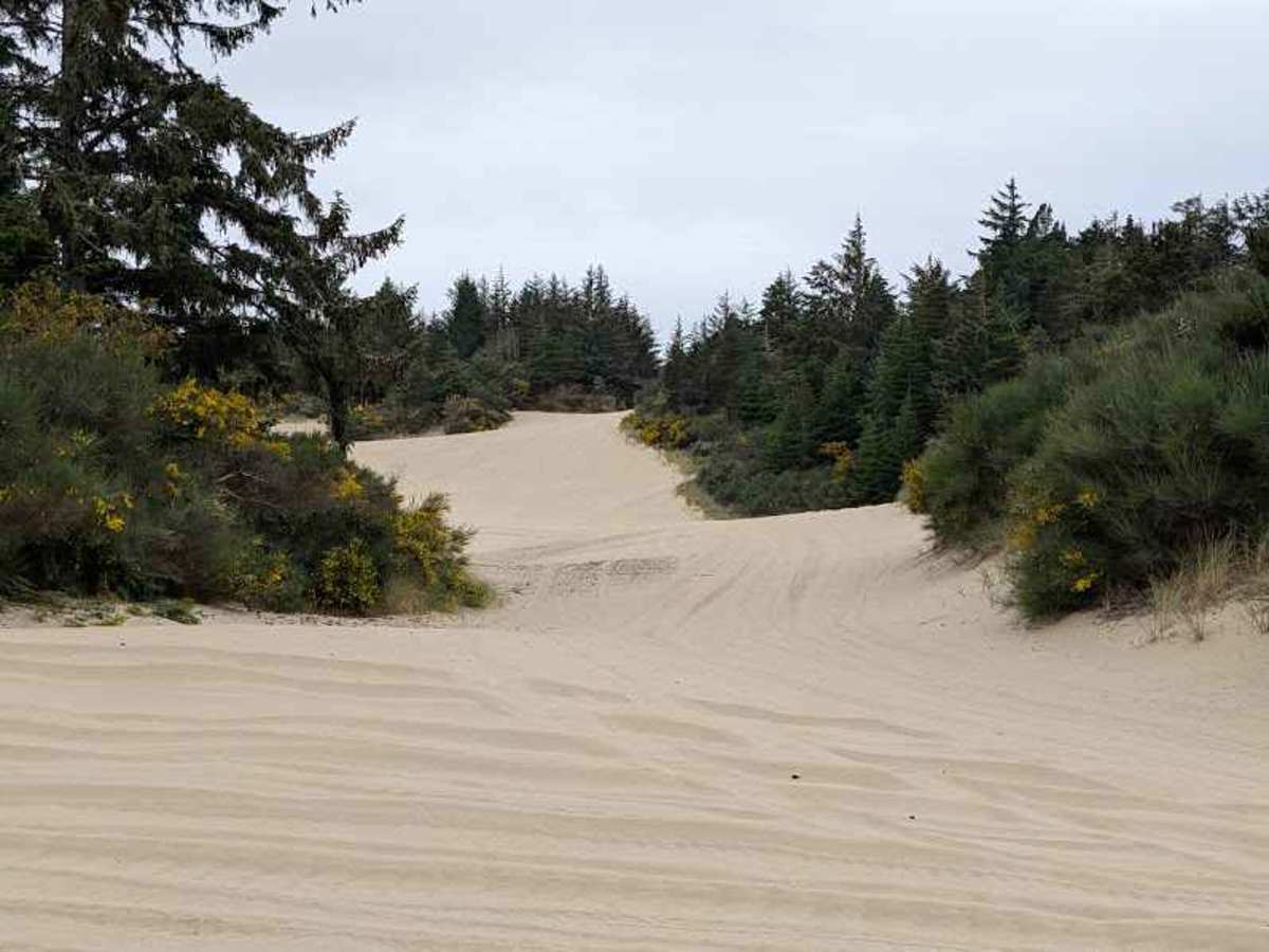 South Jetty Trail A - FS 1344A trail photo