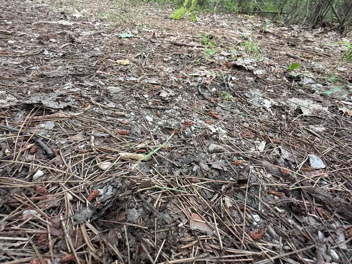 East Buchanan-Pierce Trail photo 2