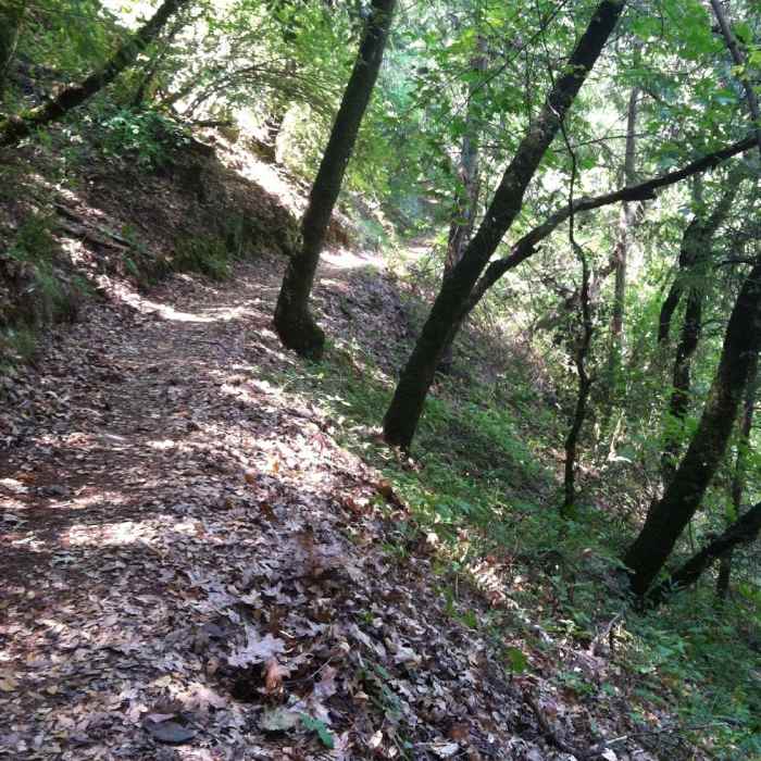 Near Bullards Bar Trail
