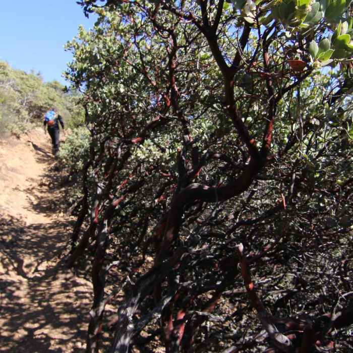 Near East Peak via Hogback + Fern Creek Trail