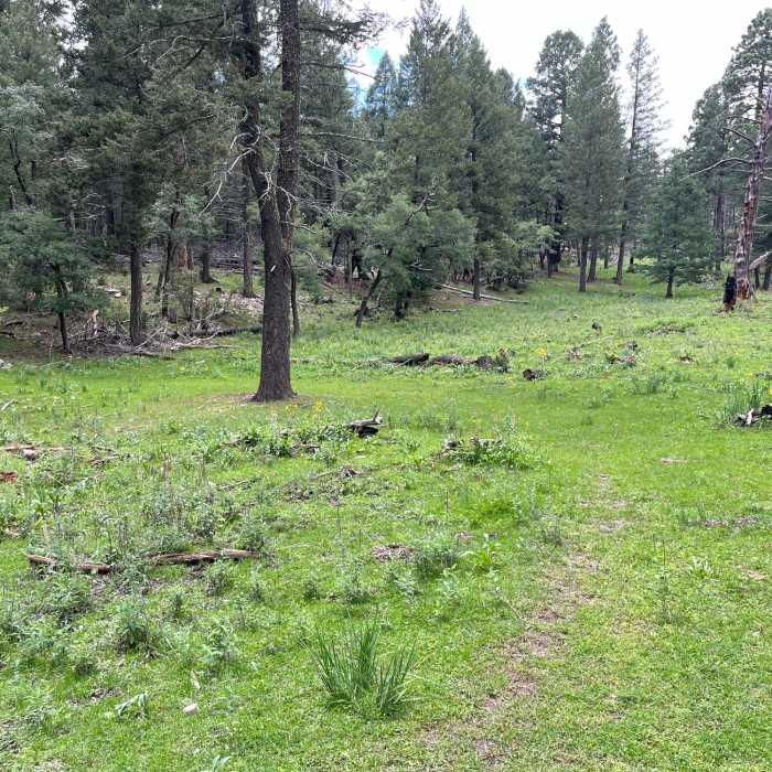 Near Road Canyon Trail (T234)