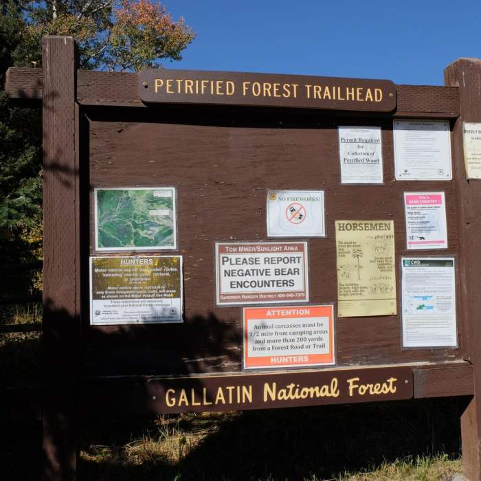 Near Gallatin Petrified Forest