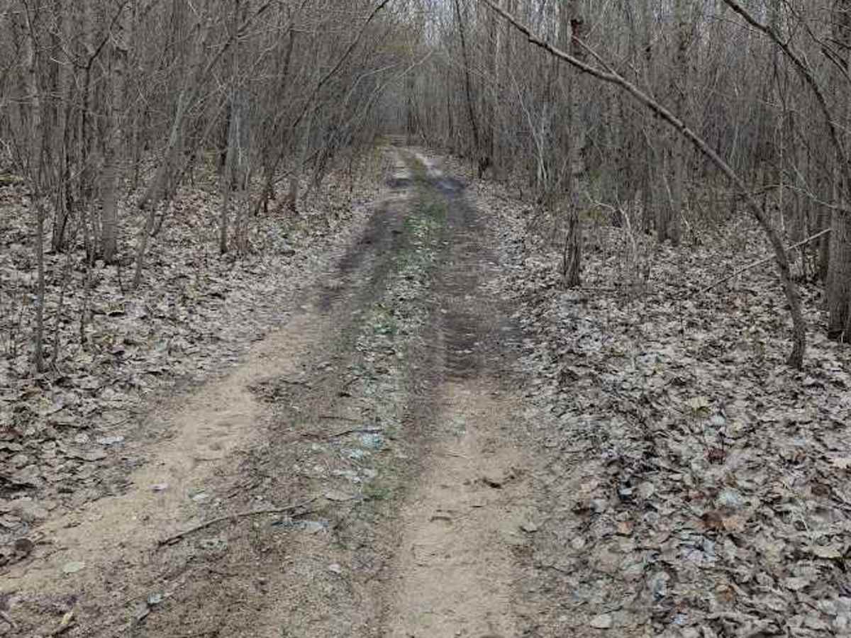 Birch Tree Trail photo 6