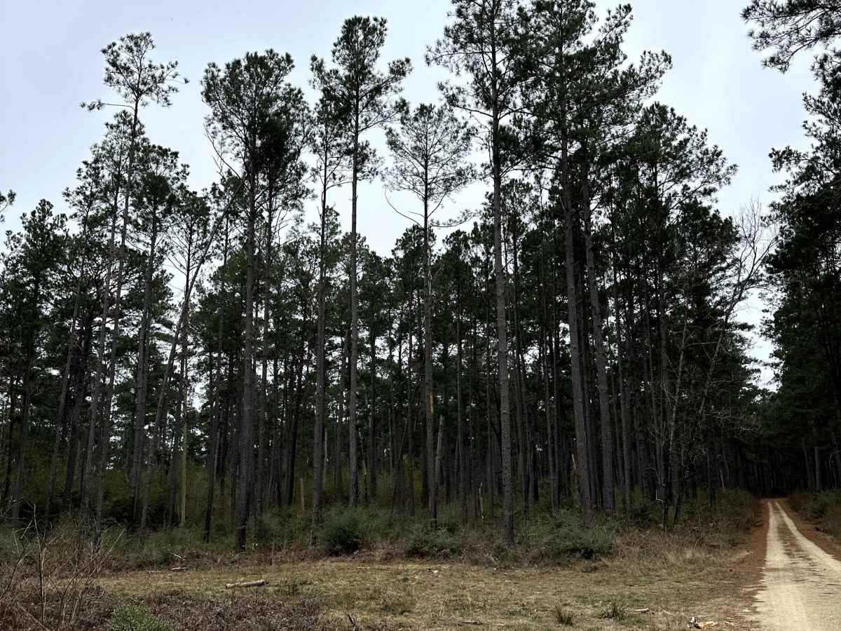 Brown Branch - FS 233C photo 3