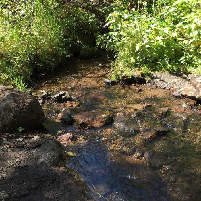 Fox Creek is a great spot to cool off on a hot day! Near Fox Creek Loop