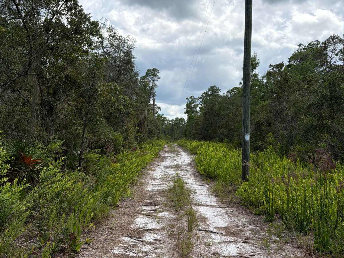 Ocala National Forest 445 Powerline Trail trail photo