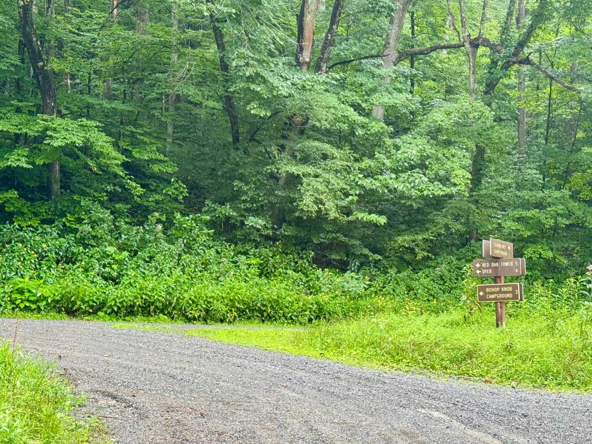 Cranberry Dyer - FS 101 trail photo