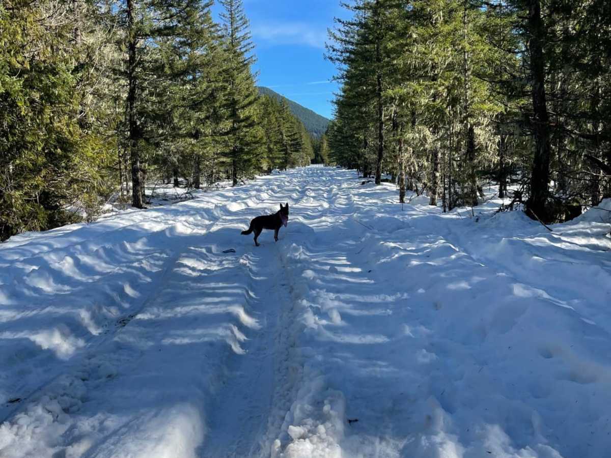 Muddy Fork Road photo 3