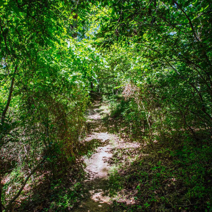 Near Grand Gulf State Park Near Grand Gulf State Park
