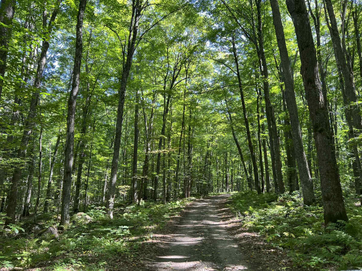 Cloud Lake Road - FS 2142 photo 6