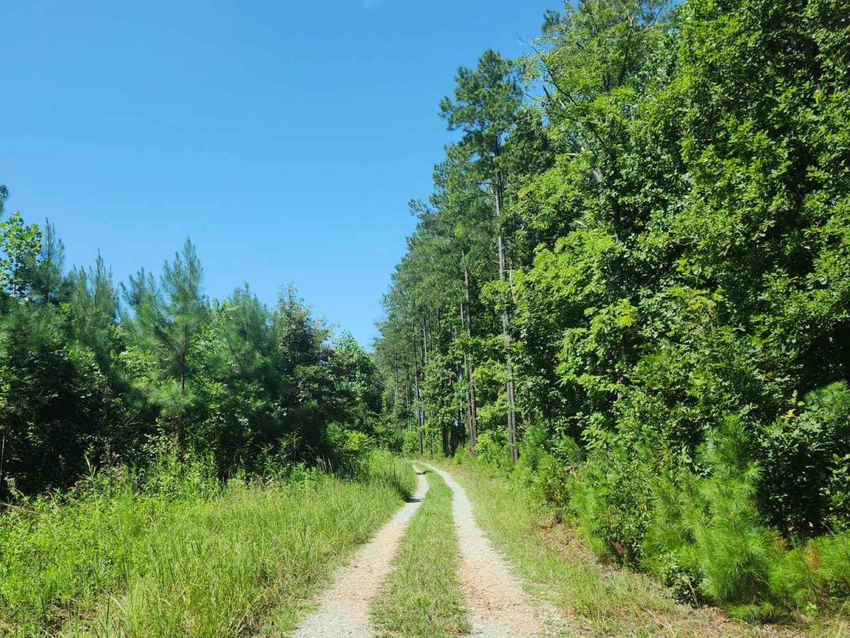 Hearnville Pond Trail photo 5
