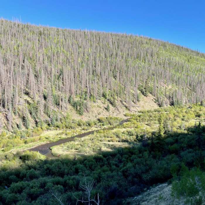 Near Colorado Trail Segment 19