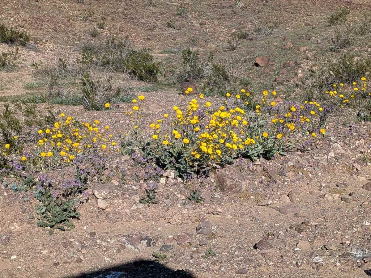 Cibola Lake Road - EC1080 photo 4