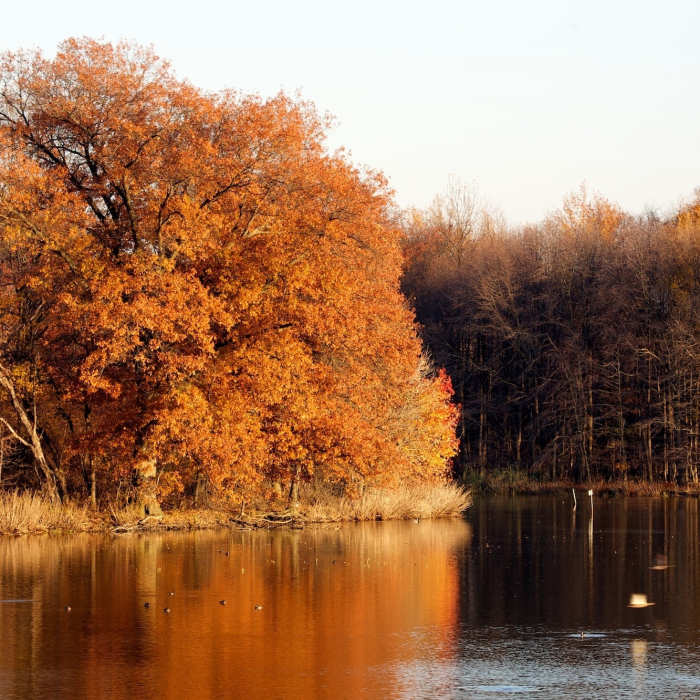 Fall Colors II Near John Heinz: East Loop