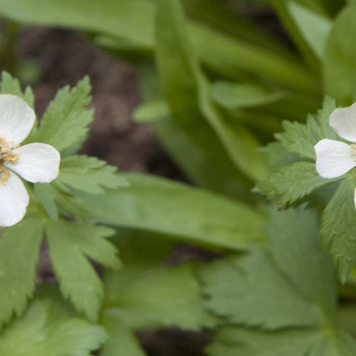 Near Marten + Kelly Lake, Bench Creek Divide