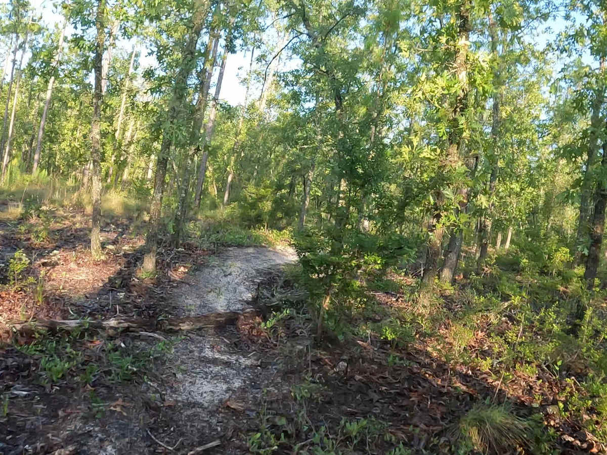 East - FS 15 photo 5