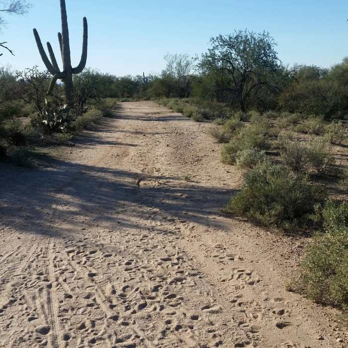 Near Arthur Pack Loop