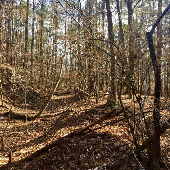 Near Lower Haw River State Natural Area