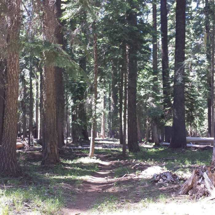 Near Brown Mountain Trail #1005