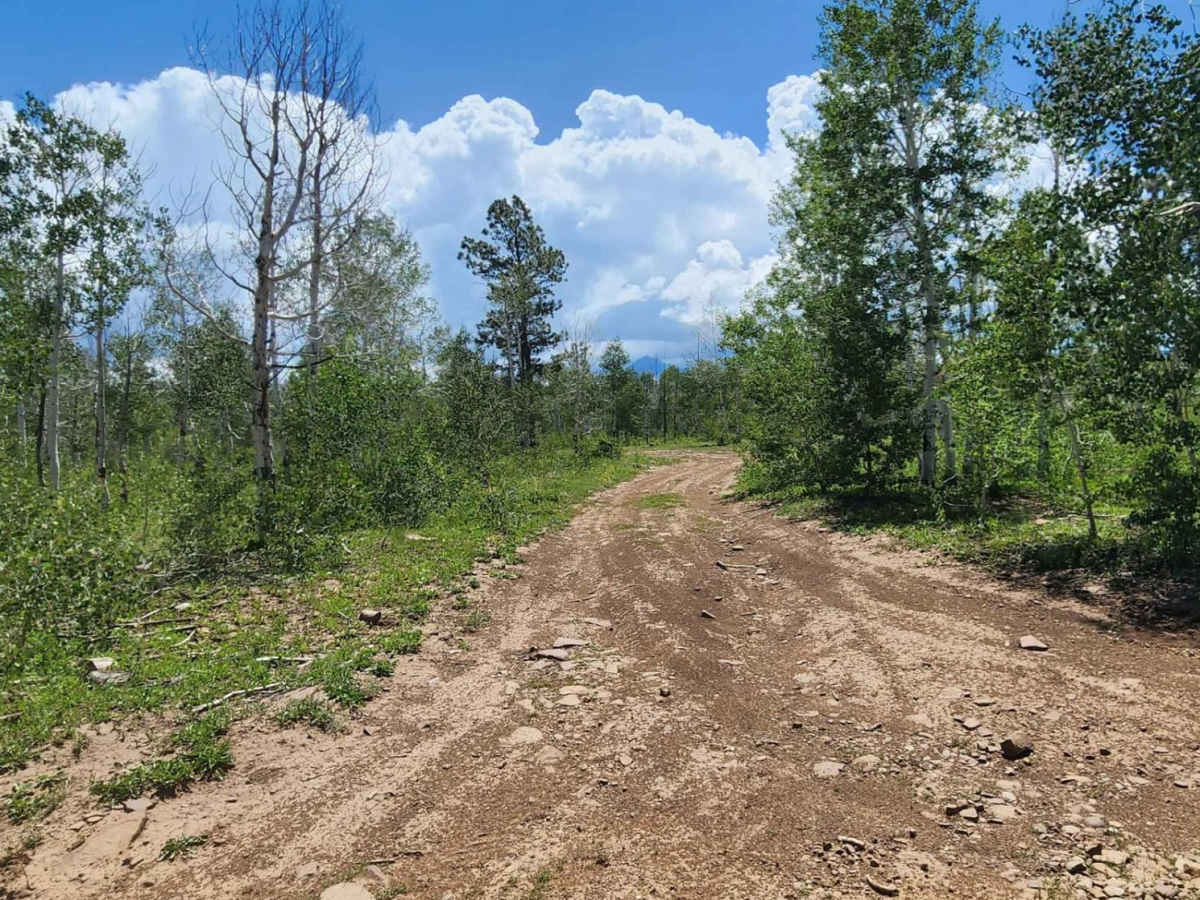 Ditches Road trail photo