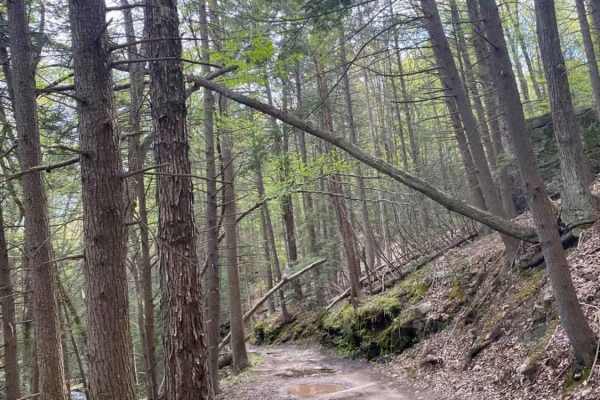 Ore Mine Road