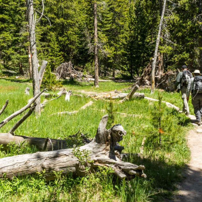 Near Observation Point