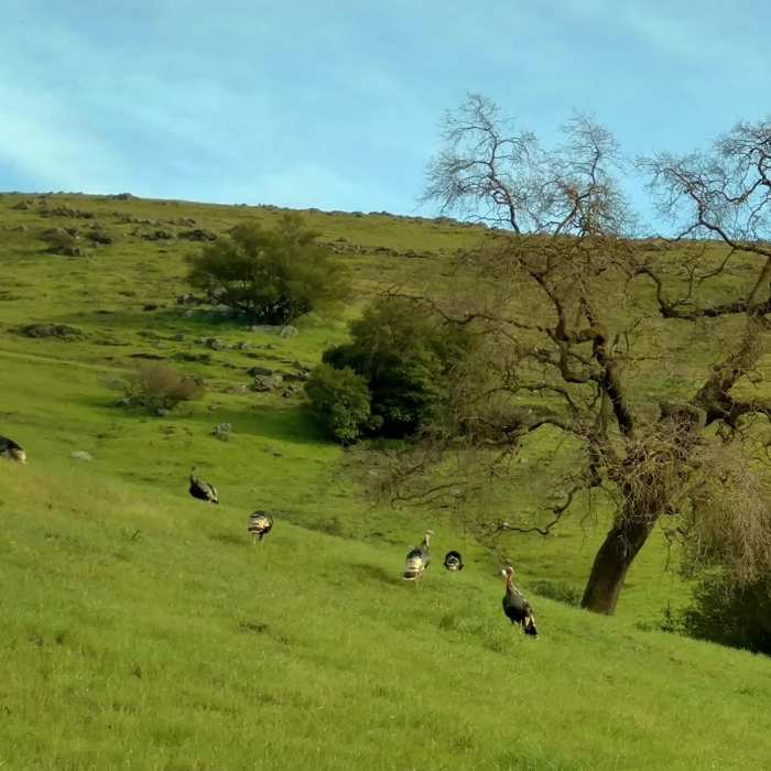 Near Hidden Springs Trail