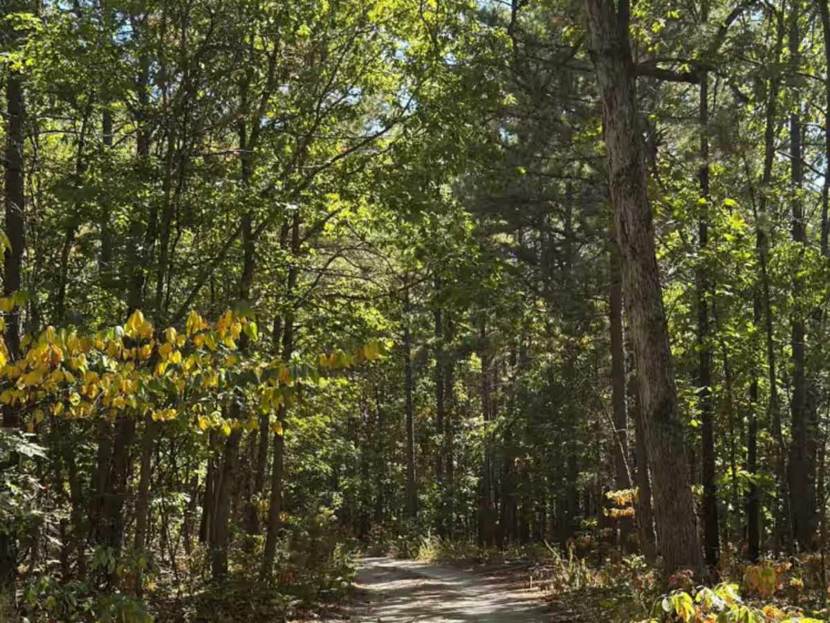 Baldknobber - FS 623 trail photo