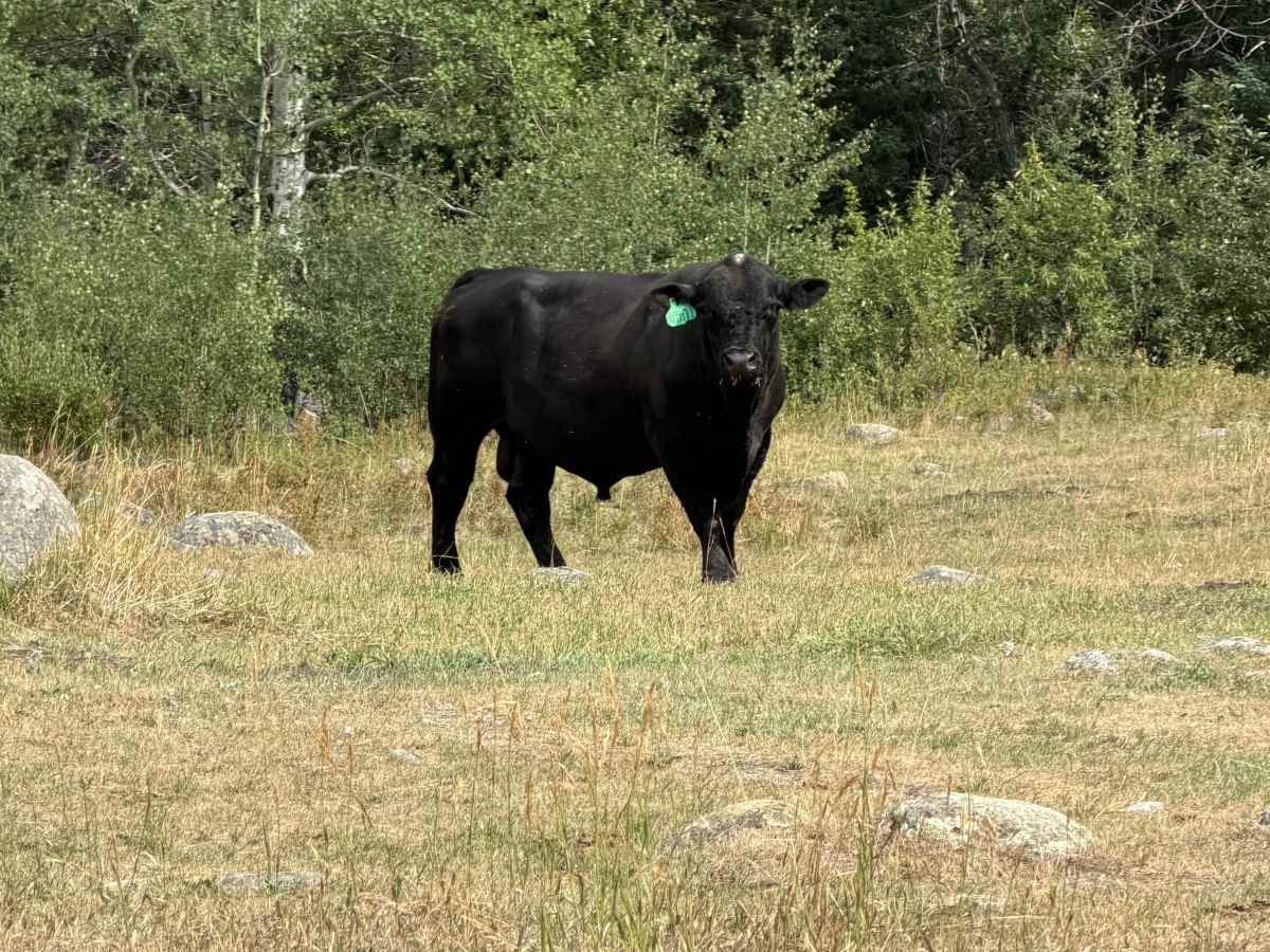 Cabin Road Trail  photo 3