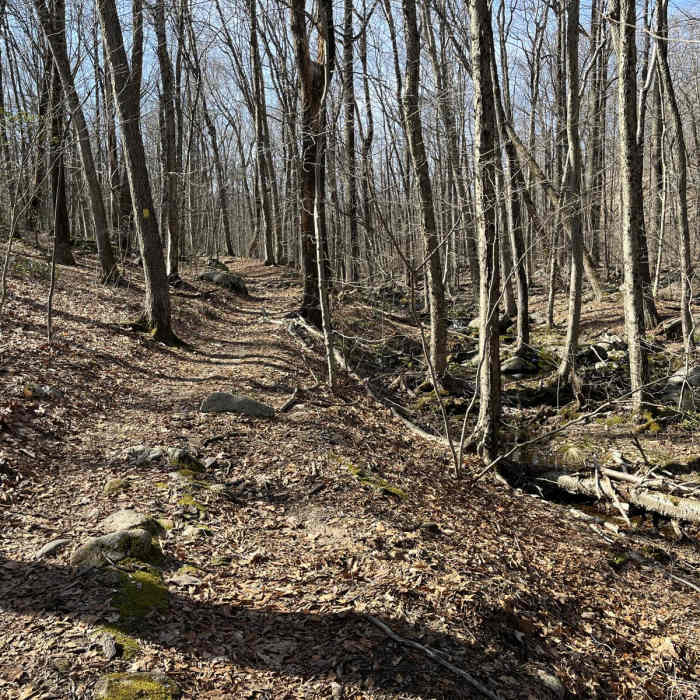 Near Beach Glen Loop via Wildcat Ridge Near Beach Glen Loop via Wildcat Ridge