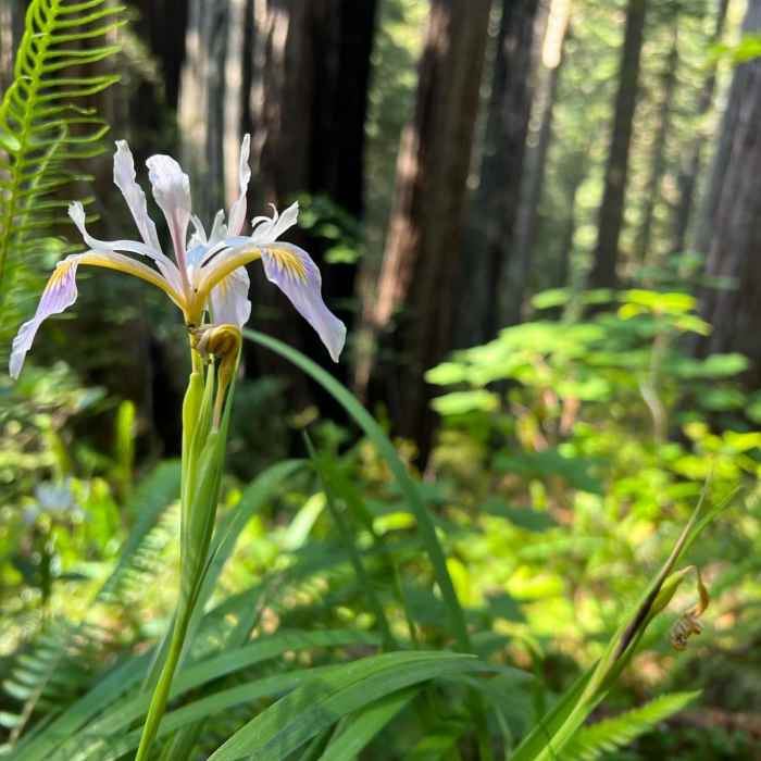 Near Fern Canyon Loop
