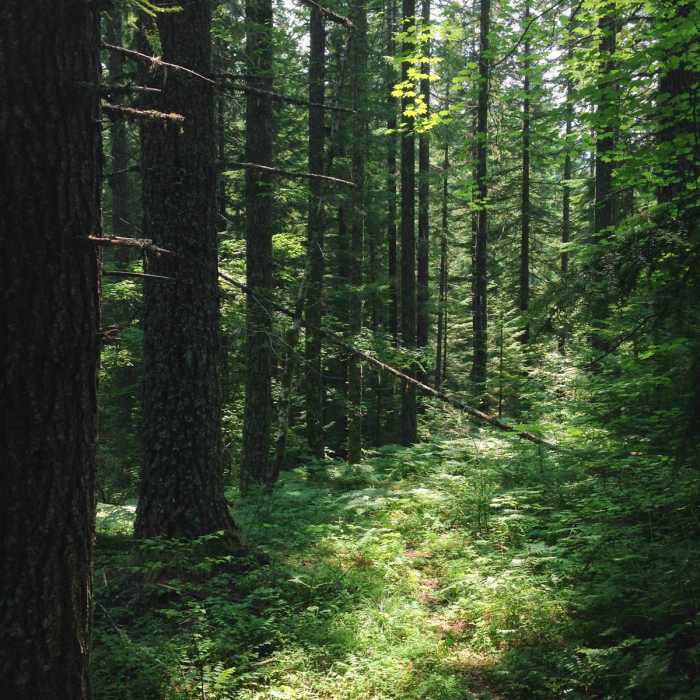 Near Upper Salmon River Trail