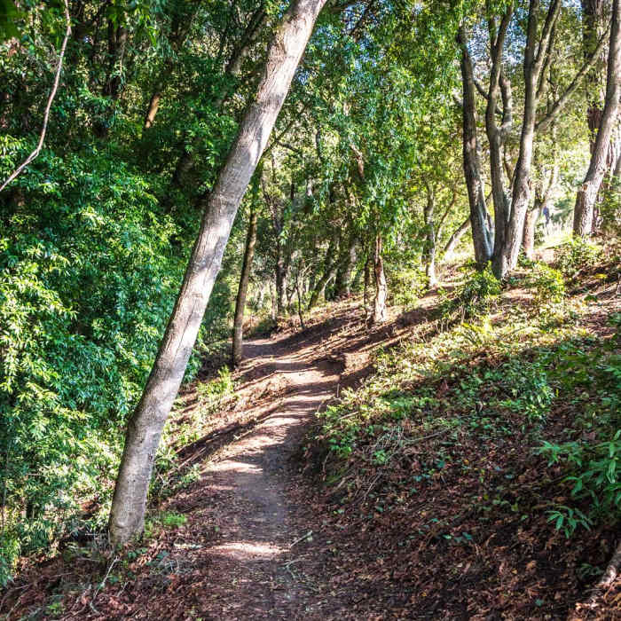 Near Upper DeLaveaga Loop Hike