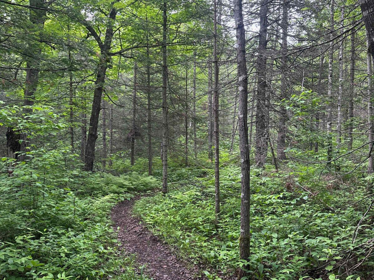 Alger Grade - Trail 4 photo 4