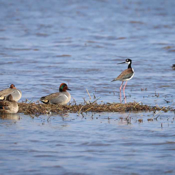 Near Cameron Prairie Pintail Nature Drive + Boardwalk Trail Near Cameron Prairie Pintail Nature Drive + Boardwalk Trail