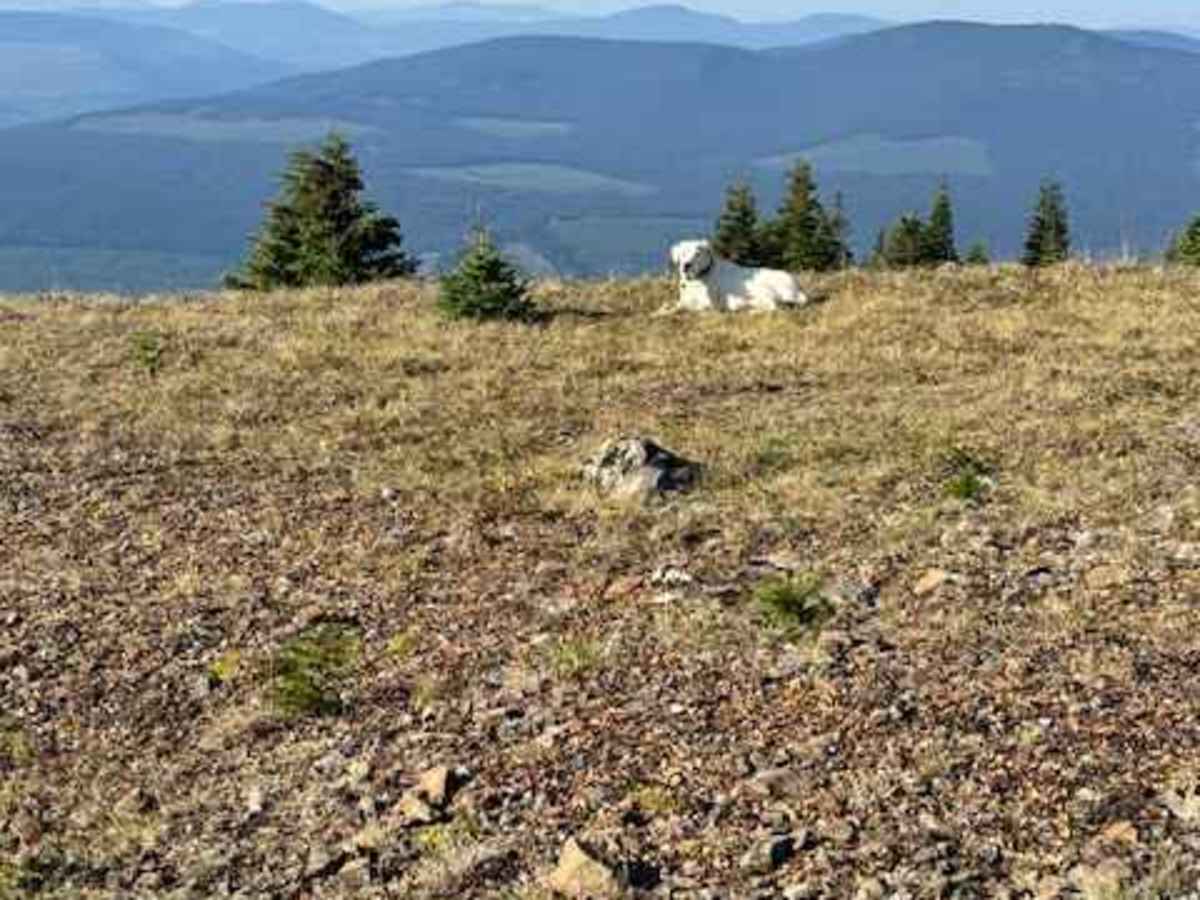 Two Sisters Fire Lookout  photo 5